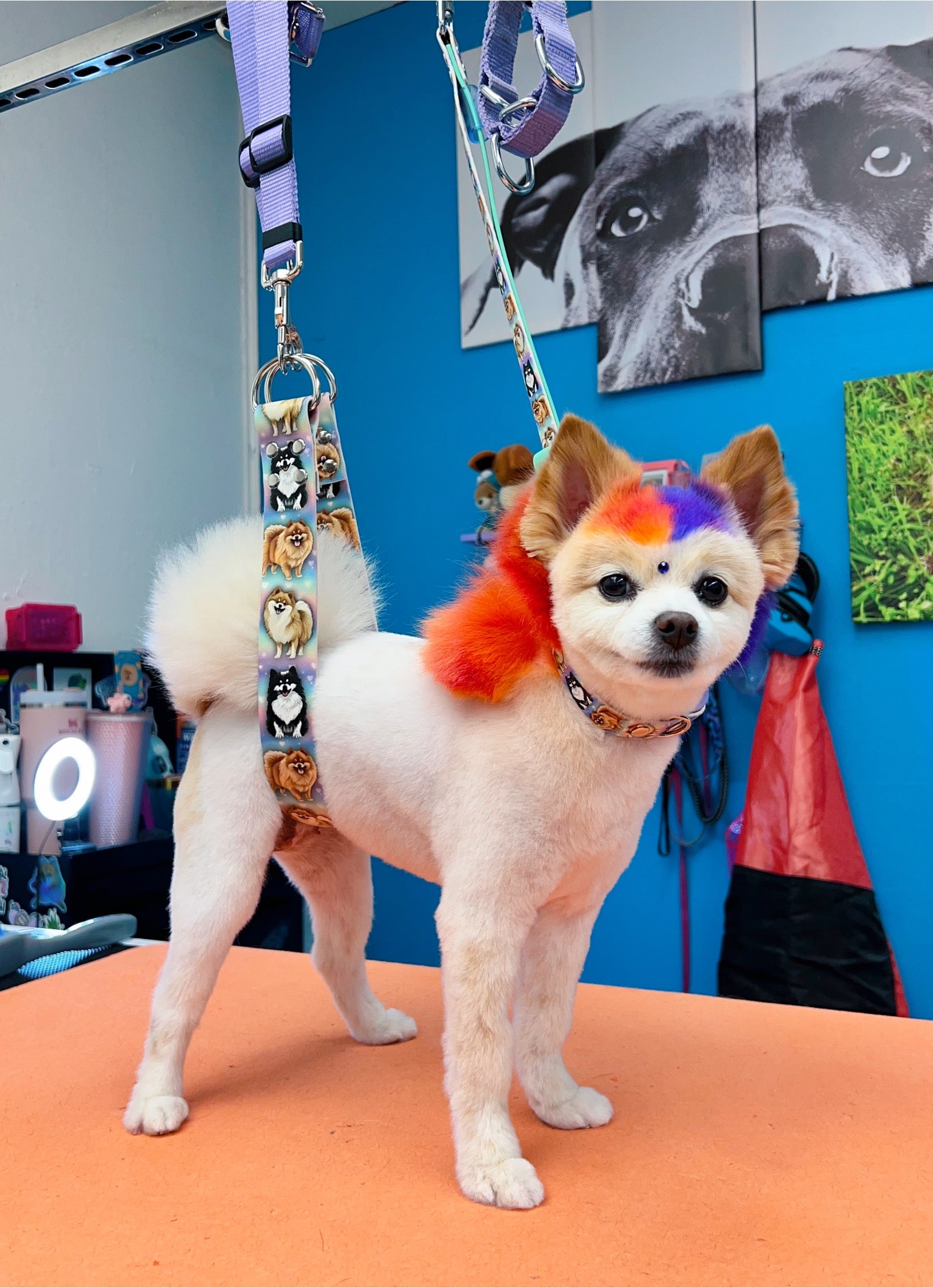 BioThane® Pomeranian  Belly Support Strap (Set Optional)